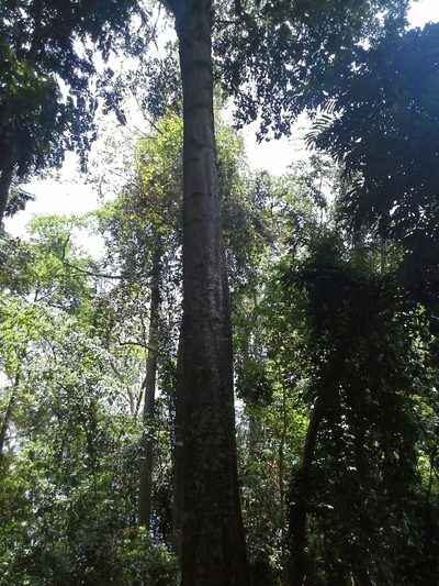 Tieghemella heckelii, photographed by ehoumanevans