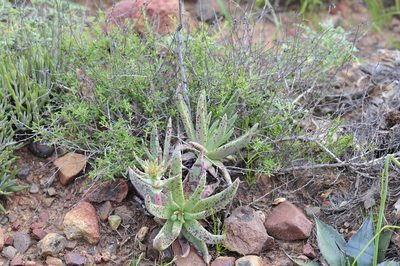 Dudleya ingens, photographed by Alan Rockefeller