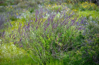 Salvia munzii, photographed by Alan Rockefeller
