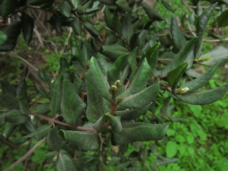 Myrceugenia correifolia, photographed by Nicolás Lavandero