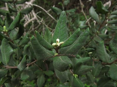 Myrceugenia correifolia, photographed by Nicolás Lavandero