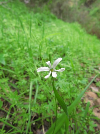 Tecophilaea violiflora, photographed by Nicolás Lavandero
