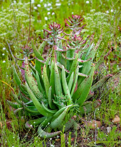 Dudleya ingens, photographed by Alan Rockefeller