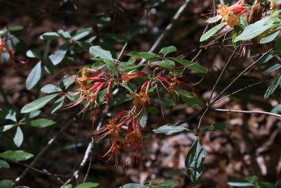 Rhododendron austrinum, photographed by Lauren McLaurin