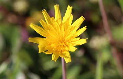 Krigia dandelion, photographed by Lauren McLaurin