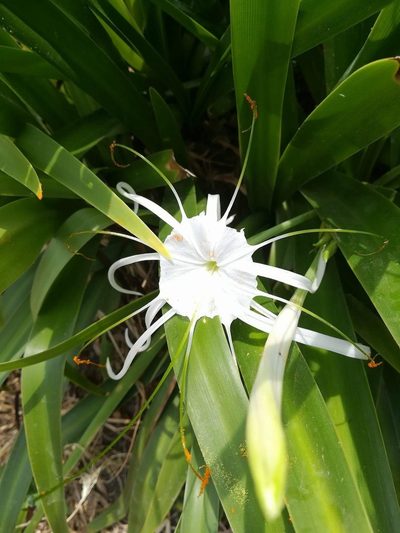 Hymenocallis acutifolia, photographed by Leslie Alanís