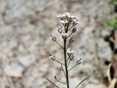 Dryopetalon runcinatum, photographed by Annika Lindqvist