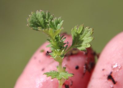 Alchemilla occidentalis, photographed by Millie Basden