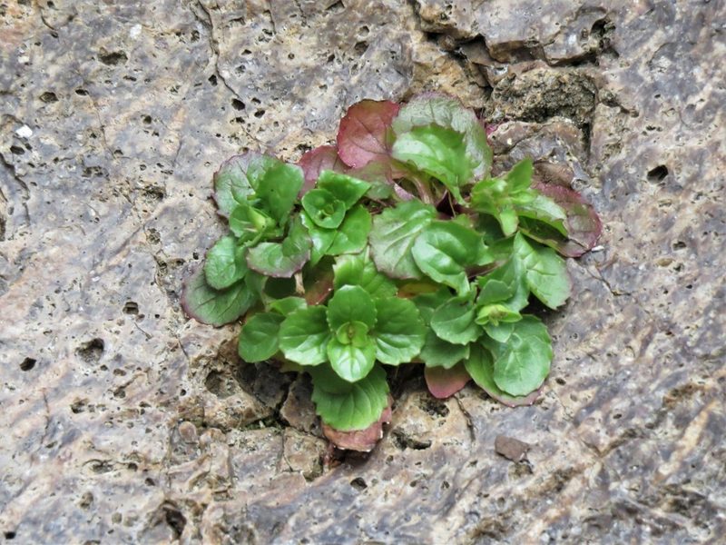 Erythranthe unimaculata, photographed by Annika Lindqvist