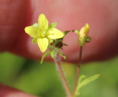 Tropidocarpum gracile, photographed by Millie Basden