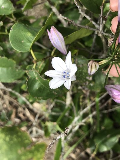 Triteleia clementina, photographed by Sula Vanderplank
