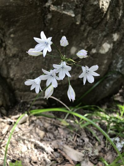 Triteleia clementina, photographed by Sula Vanderplank