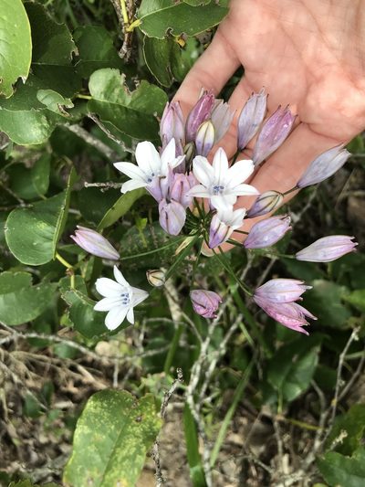 Triteleia clementina, photographed by Sula Vanderplank