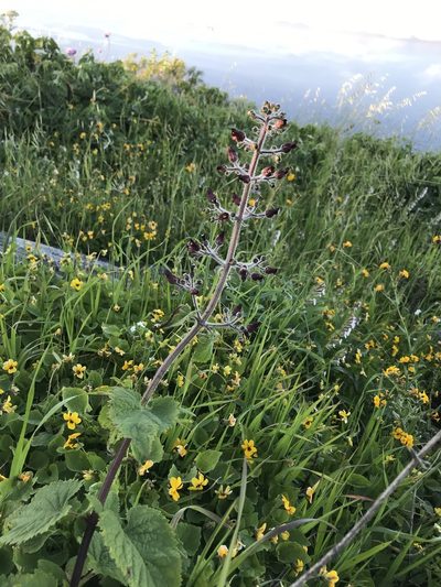 Scrophularia villosa, photographed by Sula Vanderplank