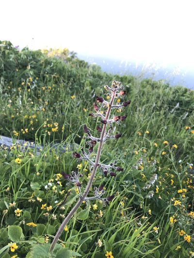 Scrophularia villosa, photographed by Sula Vanderplank