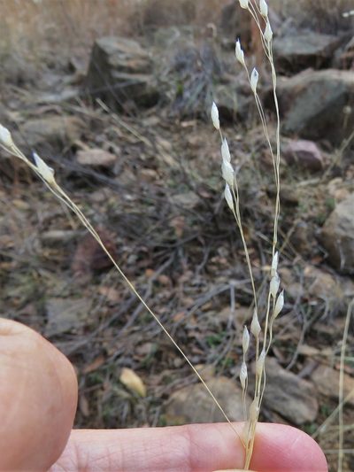 Piptochaetium fimbriatum, photographed by Annika Lindqvist