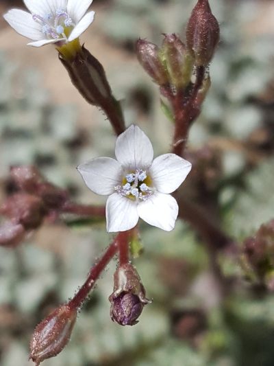 Gilia mexicana, photographed by Alex Abair