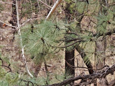 Pinus engelmannii, photographed by Annika Lindqvist