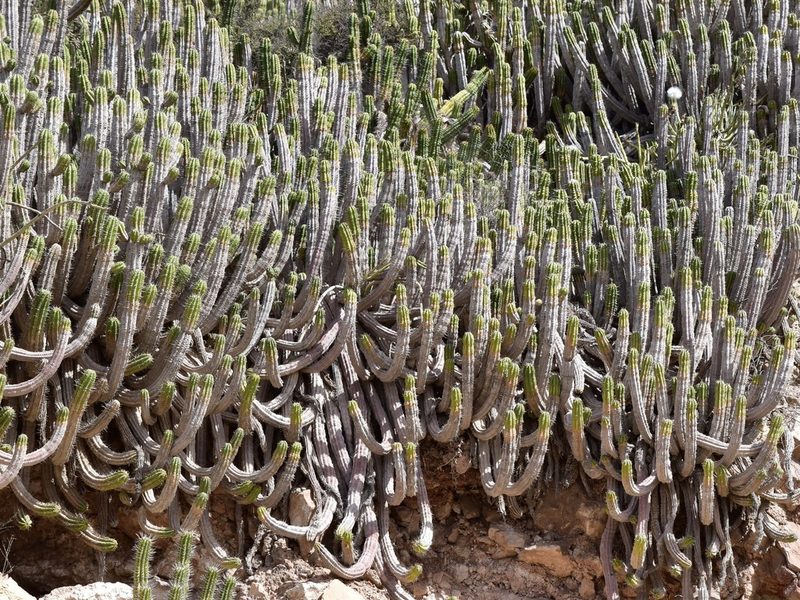 Euphorbia officinarum, photographed by Nasser Halaweh