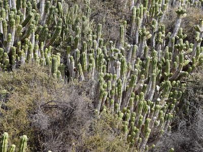 Euphorbia officinarum, photographed by Nasser Halaweh
