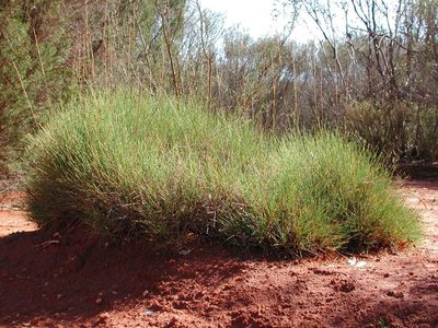 Triodia scariosa, photographed by Will Cornwell