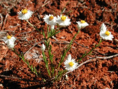 Rhodanthe floribunda, photographed by Will Cornwell