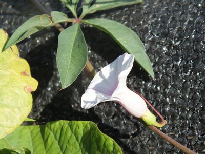 Ipomoea heptaphylla, photographed by Lsf