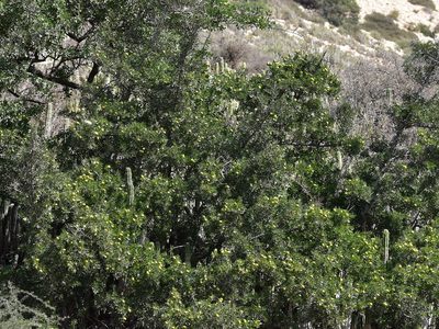 Sideroxylon spinosum, photographed by Nasser Halaweh