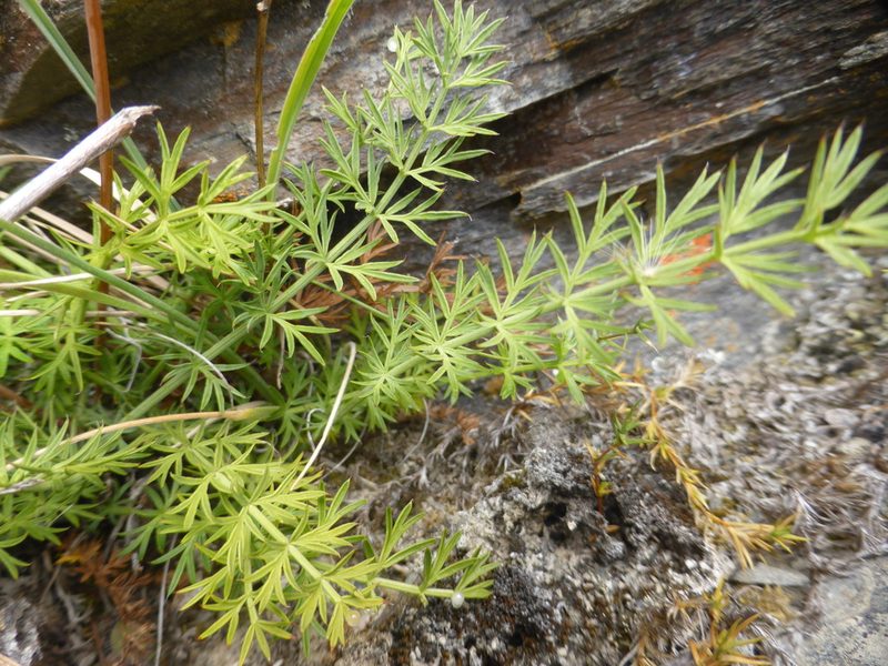 Anisotome brevistylis, photographed by Mike Bowie