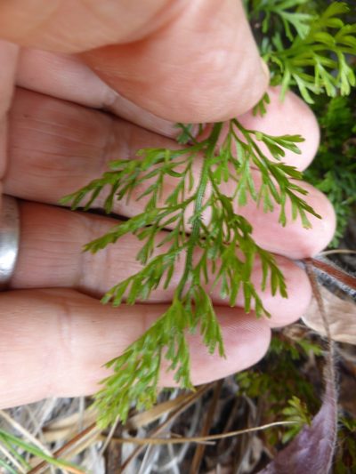 Anisotome brevistylis, photographed by Mike Bowie