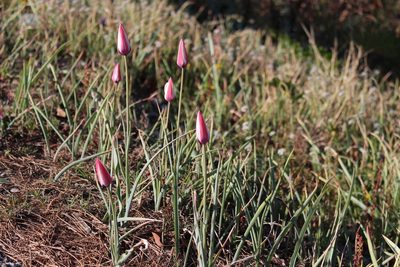Tulipa clusiana, photographed by Fabien Piednoir
