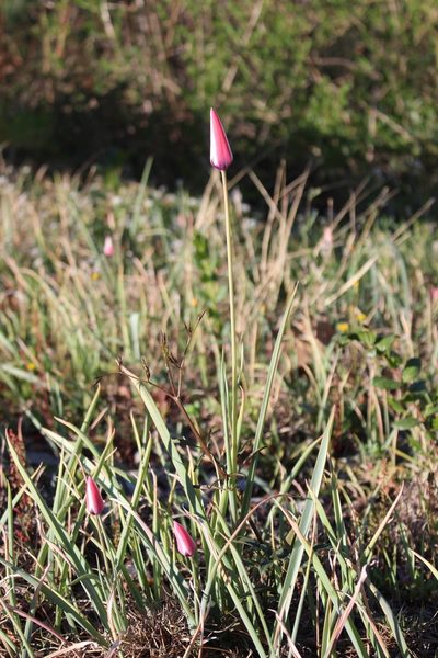 Tulipa clusiana, photographed by Fabien Piednoir
