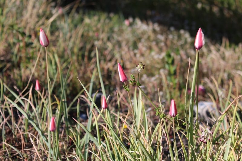Tulipa clusiana, photographed by Fabien Piednoir