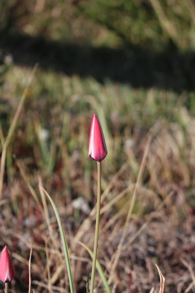 Tulipa clusiana, photographed by Fabien Piednoir