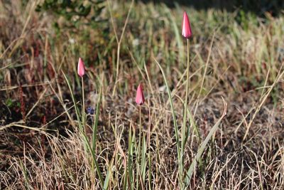 Tulipa clusiana, photographed by Fabien Piednoir