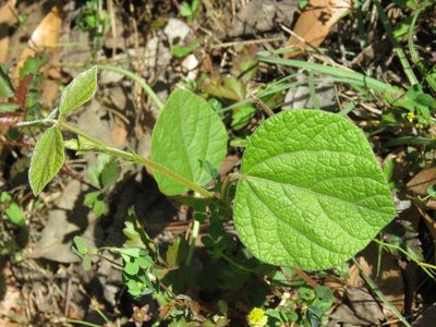 Rhynchosia latifolia, photographed by Laura Clark