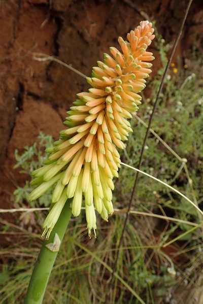 Kniphofia stricta, photographed by Peter Warren