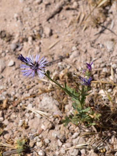 Volutaria lippii, photographed by Nasser Halaweh