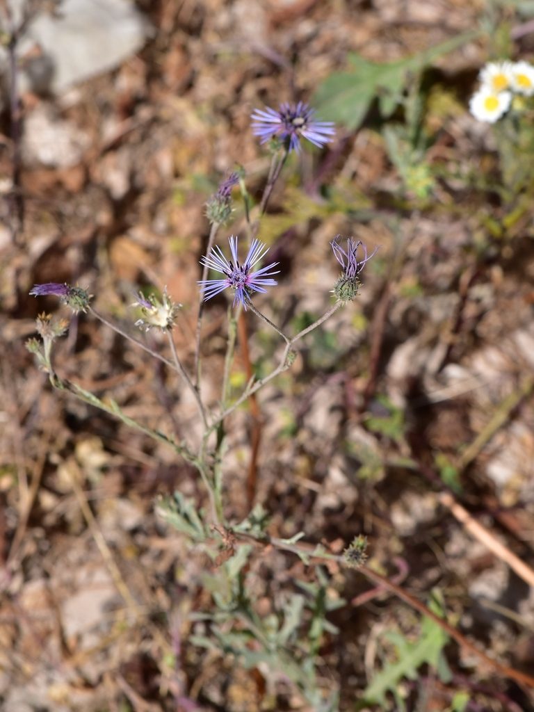 Volutaria lippii, photographed by Nasser Halaweh