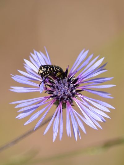 Volutaria lippii, photographed by Nasser Halaweh