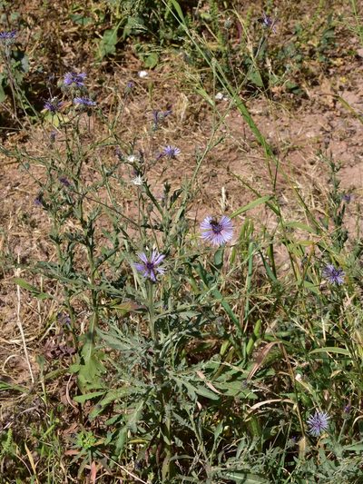 Volutaria lippii, photographed by Nasser Halaweh
