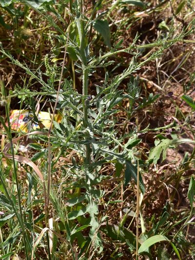 Volutaria lippii, photographed by Nasser Halaweh