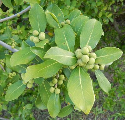 Ficus burtt-davyi, photographed by Henry de Lange