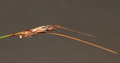 Schoenus pseudoloreus, photographed by Brian du Preez