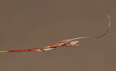Schoenus exilis, photographed by Brian du Preez