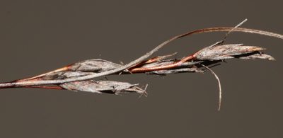 Schoenus exilis, photographed by Brian du Preez