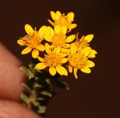 Oedera genistifolia, photographed by Brian du Preez