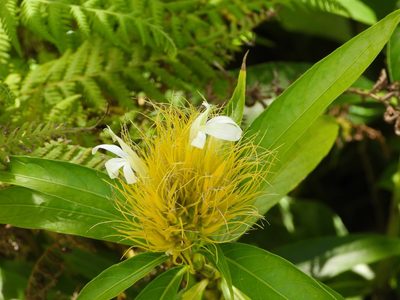 Justicia croceochlamys, photographed by amantedarmanin