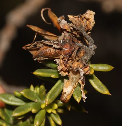 Aspalathus fusca, photographed by Brian du Preez