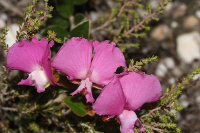 Podalyria biflora, photographed by Brian du Preez